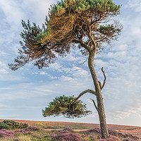 Buy canvas prints of Lonesome Pine by Dave Rowlatt