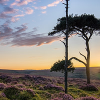 Buy canvas prints of Magenta Skies by Dave Rowlatt