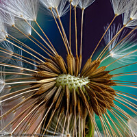 Buy canvas prints of A Dandelion by Ron Sayer
