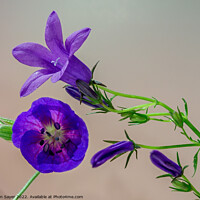 Buy canvas prints of Purple flower by Ron Sayer