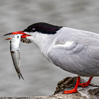 Buy canvas prints of Artic Tern by Ron Sayer