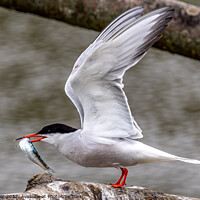 Buy canvas prints of Artic Tern whith fish by Ron Sayer