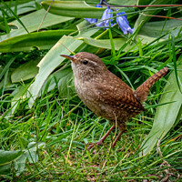 Buy canvas prints of Wren by Ron Sayer