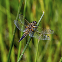 Buy canvas prints of Four Spotted Chaser( libellula quadrimaculata) by Ron Sayer