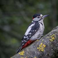 Buy canvas prints of  Great Spotted Woodpecker by Ron Sayer