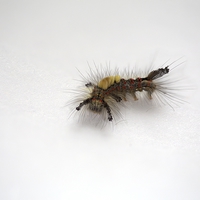 Buy canvas prints of  Western Tussock Moth Caterpillar by Ron Sayer