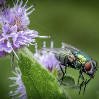 Buy canvas prints of  Green Fly on Mint Leaf by Ron Sayer