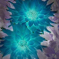 Buy canvas prints of "Blue" Dahlia by Erin Hayes