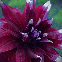 Buy canvas prints of Red Dahlia on Silk by Erin Hayes