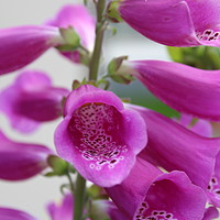 Buy canvas prints of Pretty Pink Foxglove by Erin Hayes