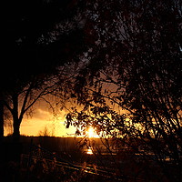 Buy canvas prints of Sunset Through The Trees by Erin Hayes