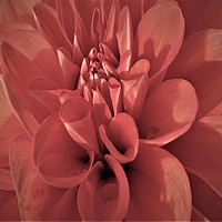 Buy canvas prints of Downtown Dahlia by Erin Hayes