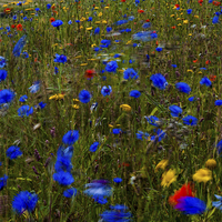 Buy canvas prints of  Wild flowers blowing in the breeze by Ian Young