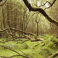 Buy canvas prints of Glendalough Wood by Alex Wilson
