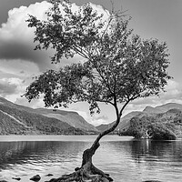 Buy canvas prints of The famous lone tree at Llyn Pardarn by Mark Godden