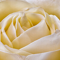 Buy canvas prints of A close up of a rose by Mark Godden