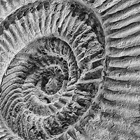 Buy canvas prints of Late Jurassic Ammonite by Mark Godden