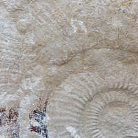 Buy canvas prints of Ammonite by Mark Godden