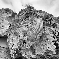 Buy canvas prints of Monochrome Ammonite by Mark Godden
