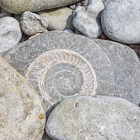 Buy canvas prints of A large ammonite fossil in a beach boulder at Lyme Regis. by Mark Godden