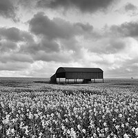 Buy canvas prints of Rapeseed in monochrome.  by Mark Godden