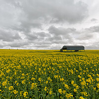 Buy canvas prints of Field of flowers.  by Mark Godden