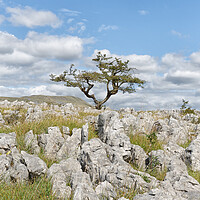 Buy canvas prints of Lone tree on White Scar by Mark Godden