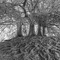 Buy canvas prints of Avebury Beech Trees by Mark Godden