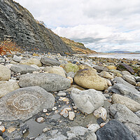 Buy canvas prints of Ammonite by Mark Godden