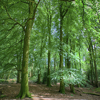 Buy canvas prints of  Thorncombe Woods by Mark Godden