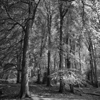 Buy canvas prints of  Throncombe Woods by Mark Godden