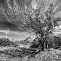 Buy canvas prints of  Dartmoor Tree by Mark Godden