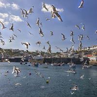 Buy canvas prints of  A Flock of Seaguls by Mark Godden