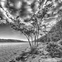 Buy canvas prints of  Tree at Loch Ness (in mono) by Mark Godden