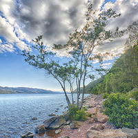 Buy canvas prints of  Tree at Loch Ness by Mark Godden