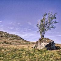 Buy canvas prints of  Highland Tree by Mark Godden
