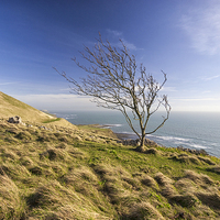 Buy canvas prints of A lone tree overlooking Kimmeridge  by Mark Godden