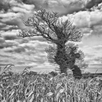 Buy canvas prints of  Windswept trees in Norfolk.  by Mark Godden