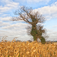 Buy canvas prints of Windswept trees in Norfolk.  by Mark Godden