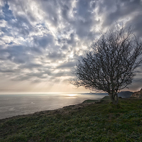 Buy canvas prints of  Cliff-top tree.  by Mark Godden