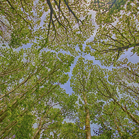 Buy canvas prints of  Trees. by Mark Godden