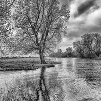Buy canvas prints of Grantchester Tree in mono. by Mark Godden
