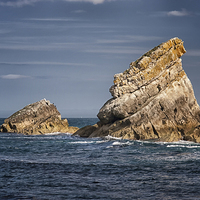 Buy canvas prints of  Mupe. by Mark Godden