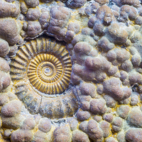 Buy canvas prints of  Ammonite. by Mark Godden