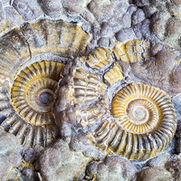 Buy canvas prints of  Ammonites.  by Mark Godden