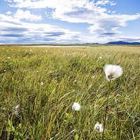 Buy canvas prints of Cottongrass by Mark Godden