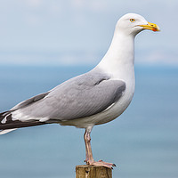 Buy canvas prints of Seagull. by Mark Godden