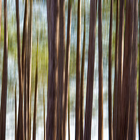 Buy canvas prints of Blurred Trees by Mark Godden