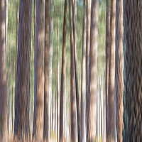 Buy canvas prints of Conifers by Mark Godden