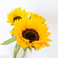 Buy canvas prints of Sunflowers.  by Mark Godden